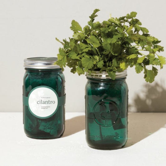 Pot De Jardin Coriandre
