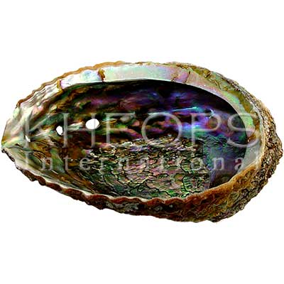 Coquillage Pour Smudge 4pouces X 6.5pouces