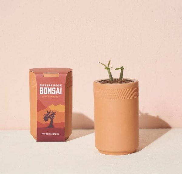 [Modern Sprout] Kit Terre Cuite Rose Du Désert Bonzai