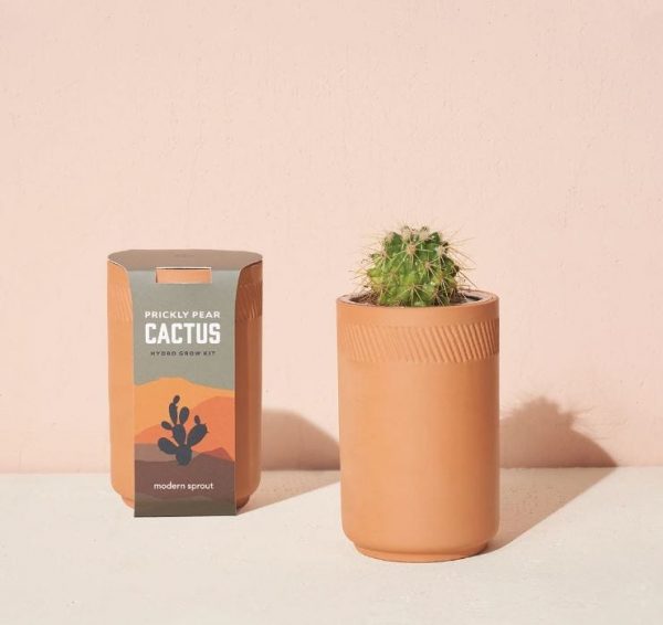 [Modern Sprout] Kit Terre Cuite Cactus