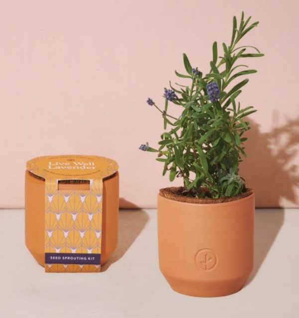 [Modern Sprout] Petit Kit Terre Cuite - Live Well Lavender